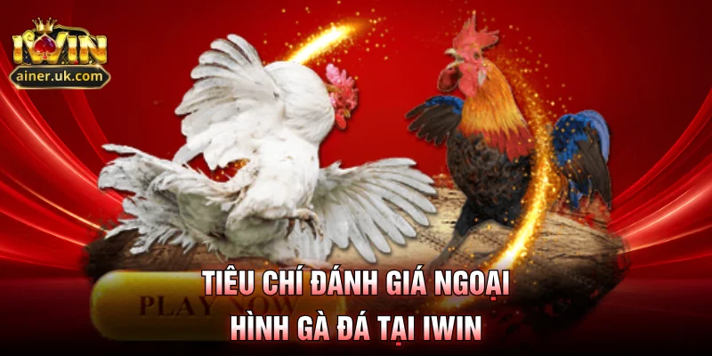Tiêu chí đánh giá ngoại hình gà đá tại IWIN